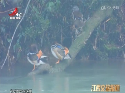 鹰潭：鸳鸯群体“畅游”龙虎山