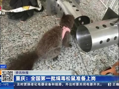 重庆：全国第一批缉毒松鼠准备上岗