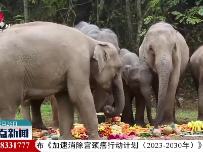 亚洲象“小九”的生日会