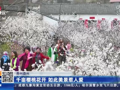 贵州盘州：千亩樱桃花开 如此美景惹人爱