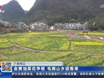 广西环江：金黄油菜花争艳 毛南山乡迎客来