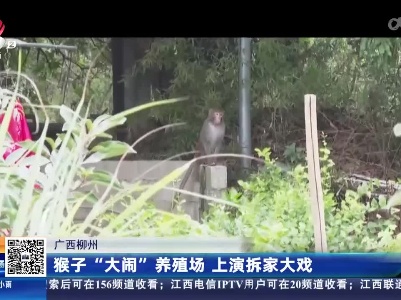 广西柳州：猴子“大闹”养殖场 上演拆家大戏