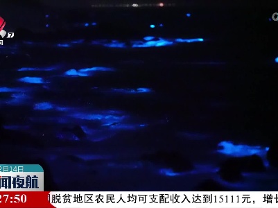 如梦如幻 广东珠海现“蓝眼泪”奇观