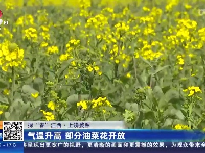 【探“春”江西】上饶婺源：气温升高 部分油菜花开放