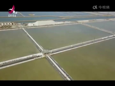 喜盐水的虾跳得高