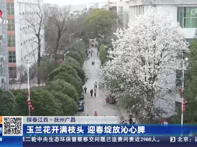 【探春江西】抚州广昌：玉兰花开满枝头 迎春绽放沁心脾