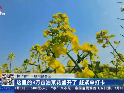 【探“春”江西】赣州赣县区：这里的3万亩油菜花盛开了 赶紧来打卡