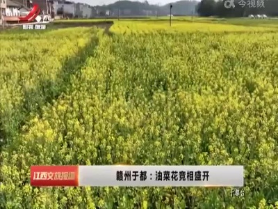 赣州于都：油菜花竞相盛开