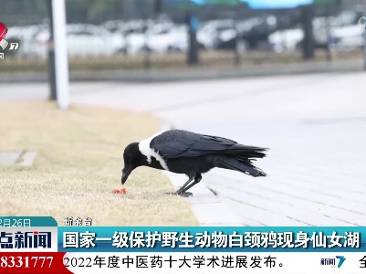 国家一级保护野生动物白颈鸦现身仙女湖