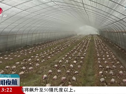 小小羊肚菌 助力乡村振兴