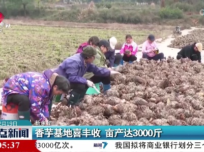 香芋基地喜丰收 亩产达3000斤