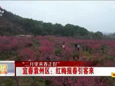 【“二月里来春正好”】宜春袁州区：红梅报春引客来