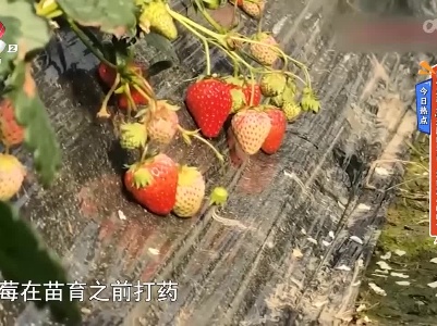 今日热点——网传草莓是“最脏的水果” 还能放心吃吗？