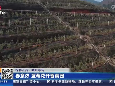 【探春江西】赣州寻乌：春意浓 蓝莓花开香满园