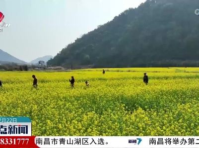 油菜花开春意浓 乡村振兴入画来