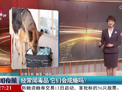 【又萌又飒 缉毒“神探”】警察闻毒品 它们会成瘾吗？