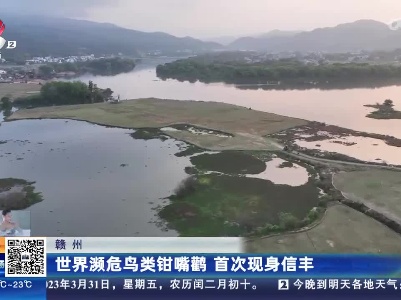 赣州：世界濒危鸟类钳嘴鹳 首次现身信丰