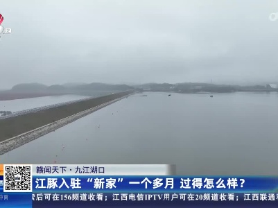 【赣闻天下】九江湖口：江豚入驻“新家”一个多月 过得怎么样？