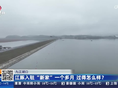 九江湖口：江豚入驻“新家”一个多月 过得怎么样？