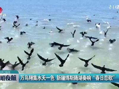万鸟翔集水天一色 新疆博斯腾湖奏响“春日恋歌”