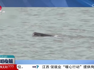 【“微笑天使”数量止跌回升】长江干流发现99对母子江豚