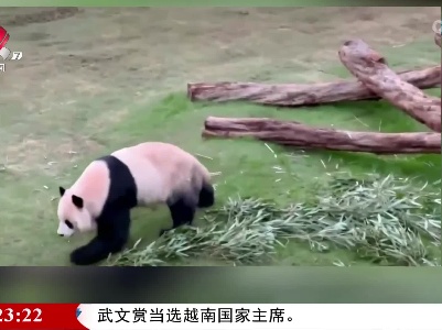 【“国宝”牵动人心】旅美大熊猫“丫丫”身体状况评估完毕