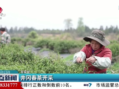 井冈春茶开采