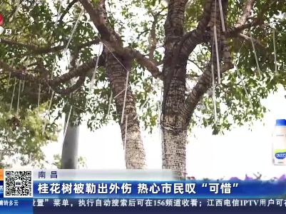 南昌：桂花树被勒出外伤 热心市民叹“可惜”