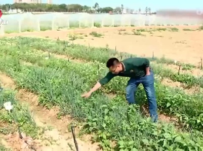 健康提醒——春季野菜生 食用需辨认