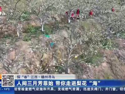 【探“春”江西】赣州寻乌：人间三月芳菲始 带你走进梨花“海”