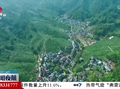 西湖龙井茶正式开采