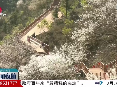 湖北大冶：2万余株古樱花盛放迎客