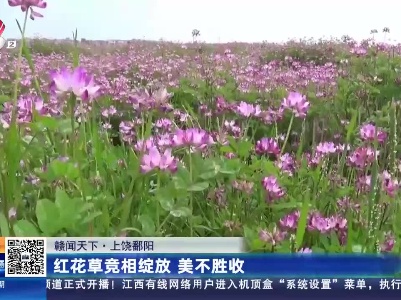 【赣闻天下】上饶鄱阳：红花草竞相绽放 美不胜收
