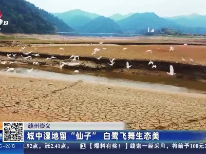 赣州崇义：城中湿地留“仙子” 白鹭飞舞生态美