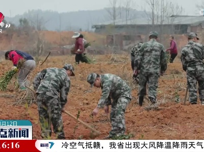 春光无限好 植树正当时