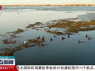 新疆龙驹湿地：冰雪消融群鸟归
