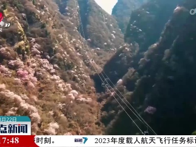 西岳华山：山桃花开 灿若云霞