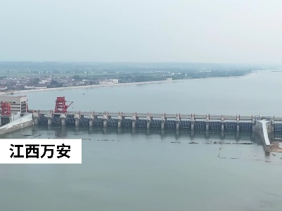 江西万安：中华秋沙鸭再次现身赣江中游 群数在增加