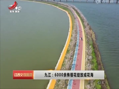 九江：6000余株樱花绽放成花海