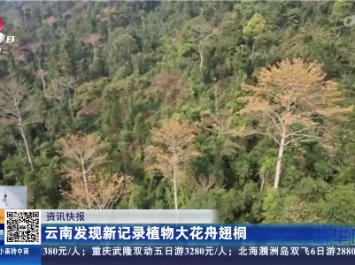云南发现新记录植物大花舟翅桐