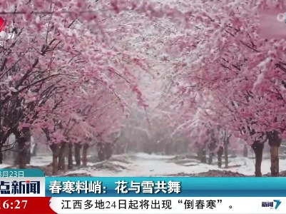 春寒料峭：花与雪共舞