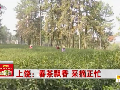 上饶：春茶飘香 采摘正忙