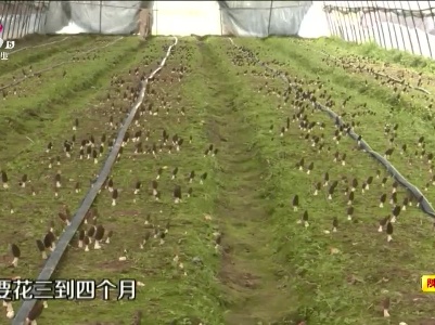 乐平：试种羊肚菌 坐上“致富车”