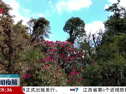 高黎贡山大树杜鹃迎来盛花期