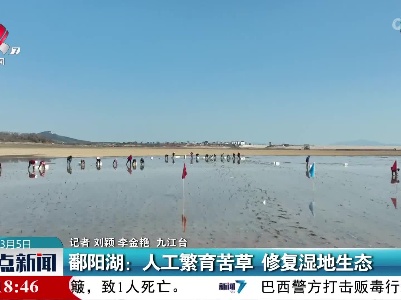 鄱阳湖：人工繁育苦草 修复湿地生态