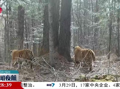 吉林天桥岭林区首次拍到野生东北虎“亲子照”