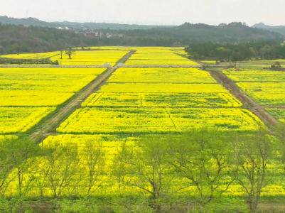 上饶铅山：油菜花开春意浓 田园风景美如画