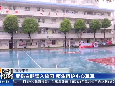 宜春丰城：受伤白鹇误入校园 师生呵护小心翼翼