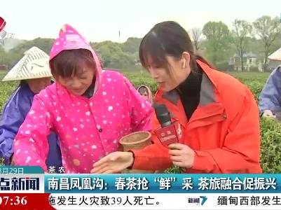 【直播连线】南昌凤凰沟：春茶抢“鲜”采 茶旅融合促振兴