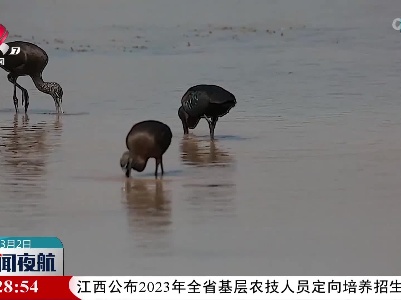 国家一级保护动物彩鹮现身云南抚仙湖湿地